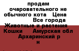 продам очаровательного не обычного кота › Цена ­ 7 000 000 - Все города Животные и растения » Кошки   . Амурская обл.,Архаринский р-н